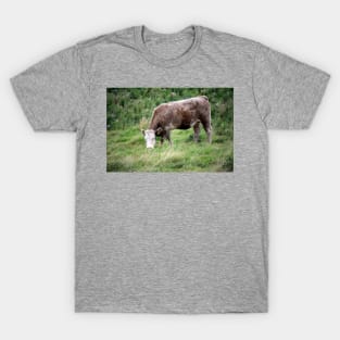 Irish Cattle T-Shirt